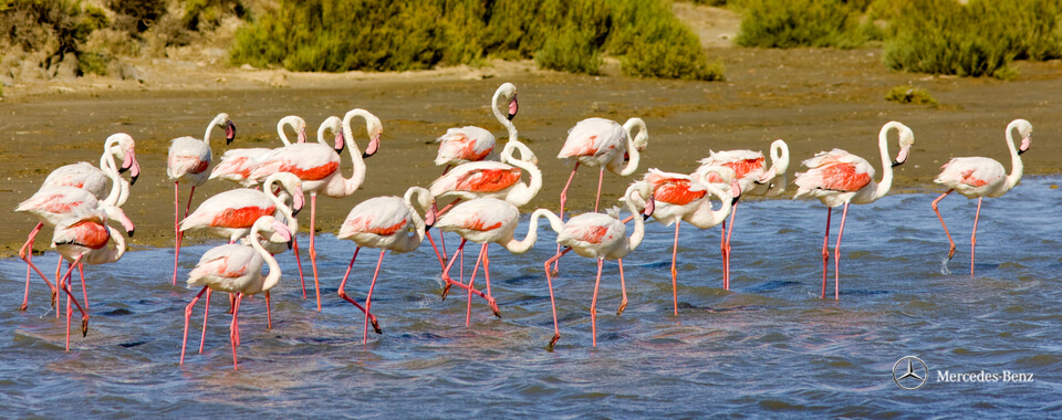 Flamigo Flamingos camargue Provence | Nostalgic Oldtimerreisen